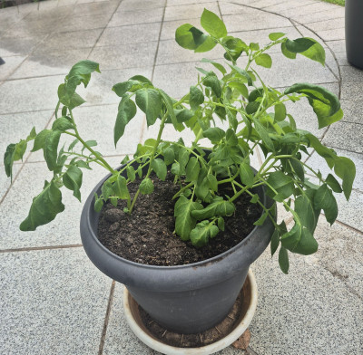 Kartoffeln_20260412.jpg