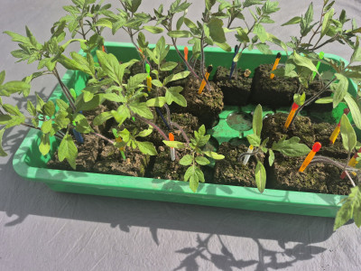 20260409_Tomaten_1.jpg