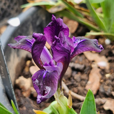 Iris pumila 20260412_160057.jpg