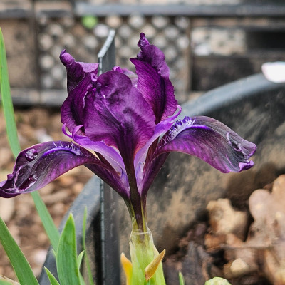 Iris pumila 20260412_160050.jpg