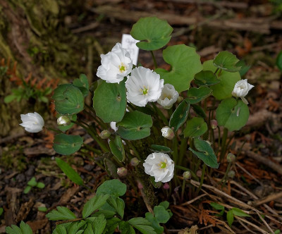 DSC_9975_DxO.jpg