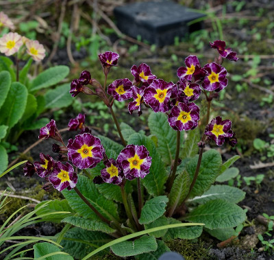 DSC_9993_DxO.jpg