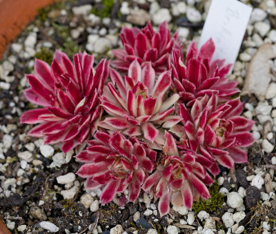 DSC_9989_DxO.jpg