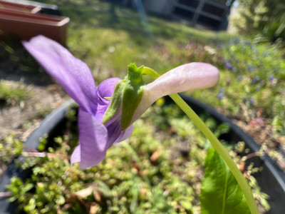 Viola ' Hosta minor '