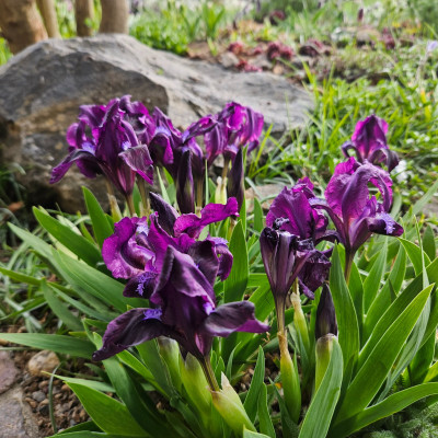 Iris pumila Fränkische Alb 20260410_173736.jpg