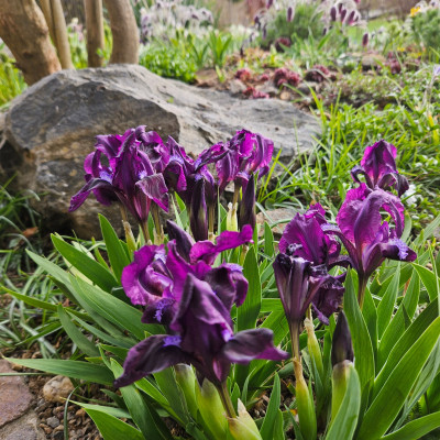 Iris pumila Fränkische Alb 20260410_173740.jpg