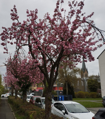 260413_JapanischeKirsche.jpg