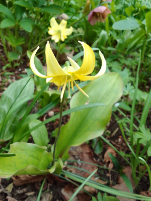Erythronium Pagoda