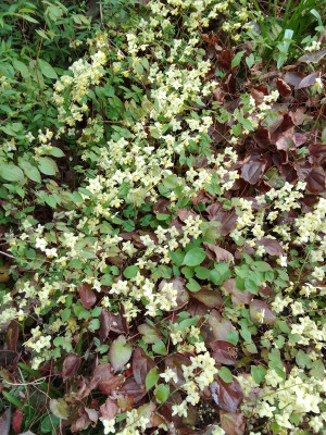 Epimedium sulfurea