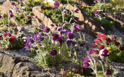 pulsatilla02.jpg