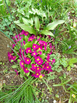 Primula vulgaris