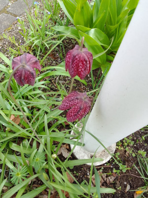 Fritilaria meleagris