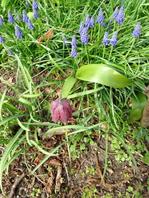 Fritilaria meleagris