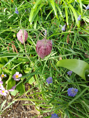 Fritilaria meleagris
