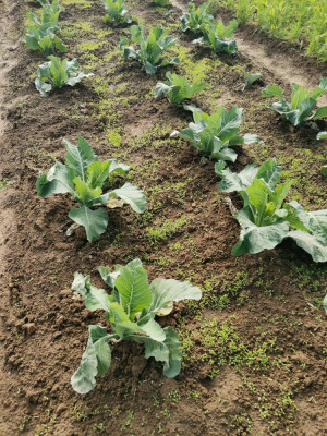 Blumenkohl Weißklee Untersaat Wasserschutzberatung 20250911.jpeg