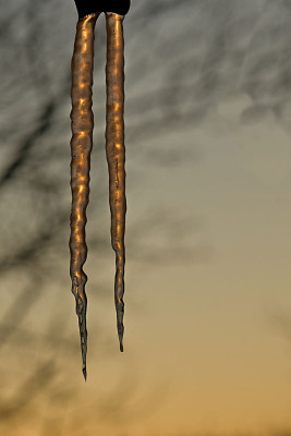 kalt-2-Jan1009.jpg