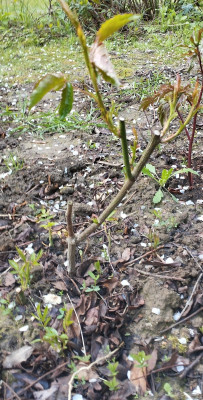 260414_Schneewittchen.jpg