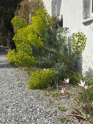 kleinste Euphorbia characias