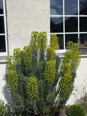 am wenigsten nickende Euphorbia im Frühjahr jetzt in Blüte