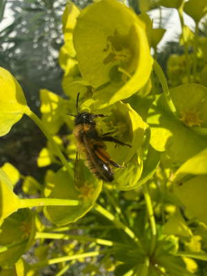 Andrena nigroaenea Erzfarbene Düstersandbiene