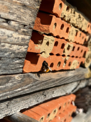 Gehörnte Mauerbiene verputzt die Zellen mit Lehm