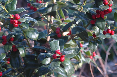 Ilex_cornuta_2009-01-10.jpg