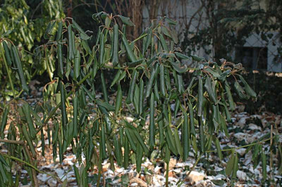 Trochodendron_2009-01-10.jpg