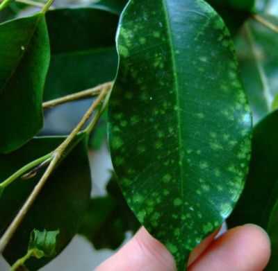 Ficus_benjamini_Schaden.JPG