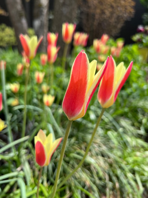 IMG_4793.jpeg
