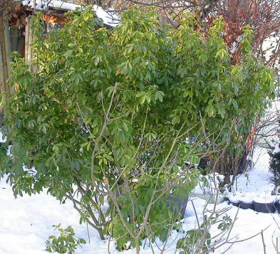 Choisya_ternata_10.1.09.jpg