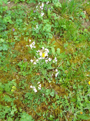 Wiedenschaumkraut