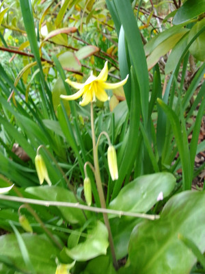 Erythronium pagoda