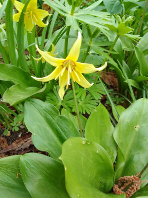 Erythronium pagoda