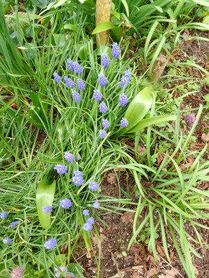 Muscari armeniacum