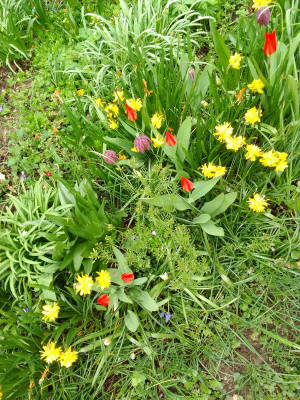 Tulpen und Narzissen