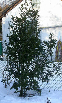 Laurus_nobilis_10.1.09.jpg
