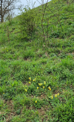 20260415_153445_kl Primula veris.jpg