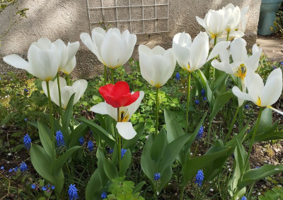 260415_Tulpen.jpg