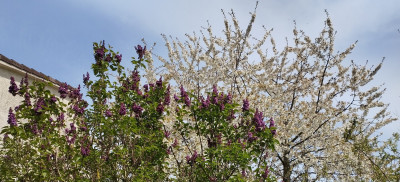260415_Flieder.jpg