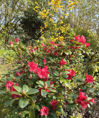 260415_Rhodo.jpg