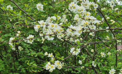 20260415_153654_kl Chaenomeles.jpg