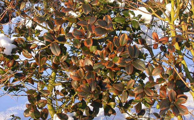 Ilex_10.1.09.jpg