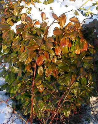 Kirschlorbeer_10.1.09.jpg