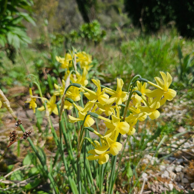 Narcissus triandrus Hawera 20260415_161150.jpg