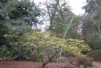 77Hamamelis_mollis_Palllida.jpg