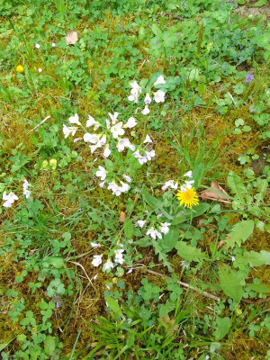 Wiesenschaumkraut
