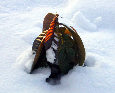 Loquat_10.1.09.jpg