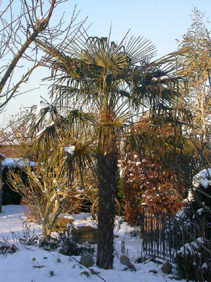 Palme_10.1.09.jpg