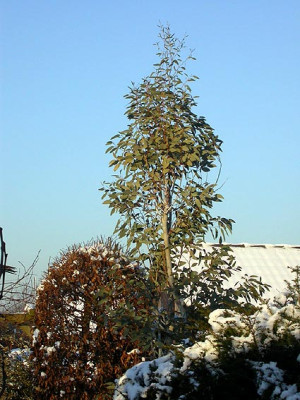 Eucalyptus_10.1.09.jpg