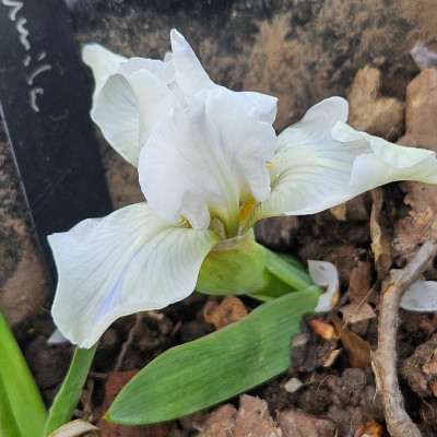 Iris pumila weiß 20260416_172554.jpg